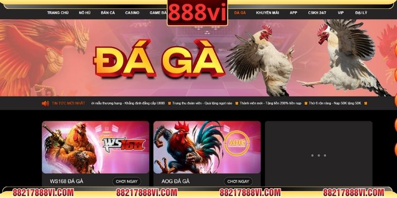 Đá gà 888VI mang đến không khí thi đấu kịch tính