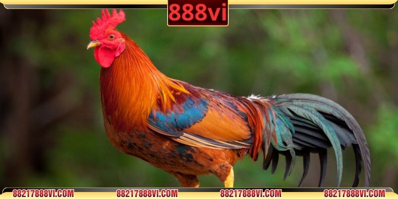 Thuốc kích gà tăng sức bền, phản xạ và hiệu suất thi 